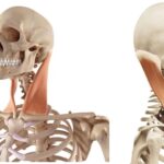 Anatomía del músculo esternocleidomastoideo