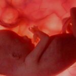 ¿Para que sirve la placenta y las membranas fetales