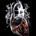 ¿Cómo es la irrigación sanguínea del corazón?