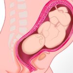 Principales cambios fisiológicos en la fase 1 del parto