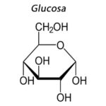 ¿Cuáles son los reguladores de la homeostasis de la glucosa?