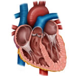 Anatomía del tabique del corazón