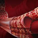 ¿Cuál es la diferencia entre fibras musculares lentas y rápidas?