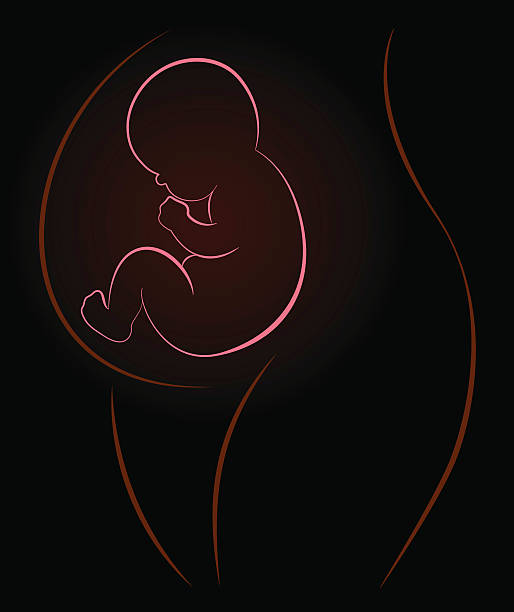 ¿Qué es un feto?