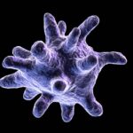 ¿Qué es el movimiento celular amebiano?