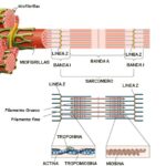¿Qué es un sarcómero?