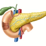 Anatomía del páncreas
