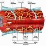 Movimiento del calcio durante la contracción del musculo cardiaco
