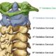 Anatomía de la articulación atlantoaxoidea