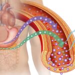 ¿Qué sustancias estimulan la secreción de insulina?