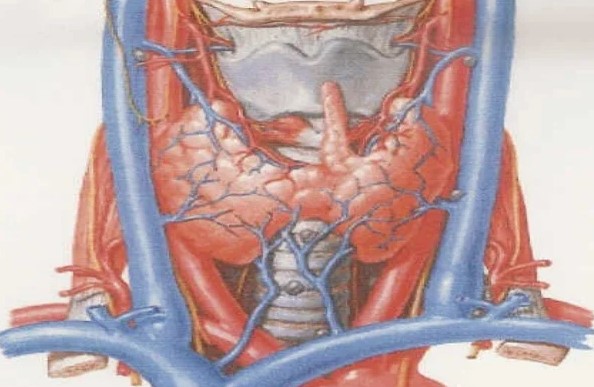 Principales arterias y venas de la tiroides