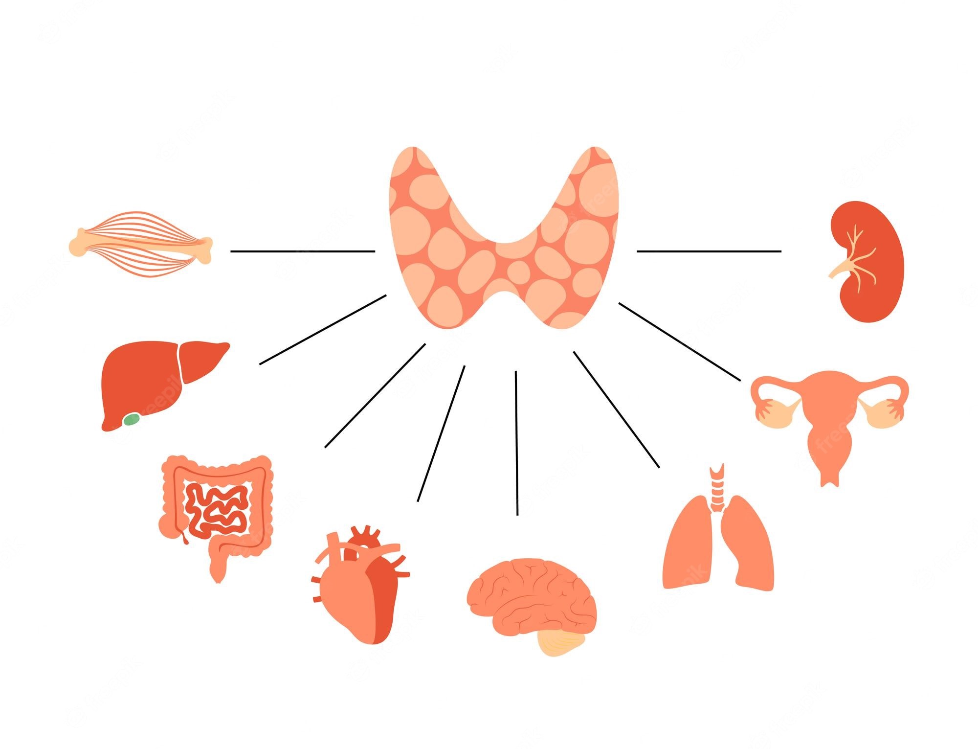 ¿Cómo influyen las hormonas tiroideas en la actividad metabólica?
