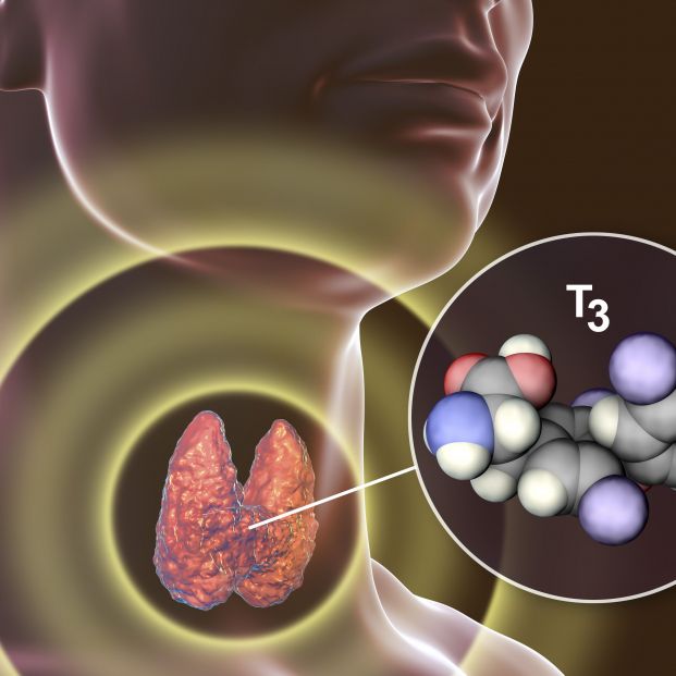 ¿Cómo actúan las hormonas tiroideas a nivel celular?