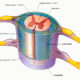 ¿Cuáles son las meninges que protegen la médula espinal?