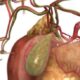 Drenaje e irrigación del hígado y vía biliar