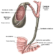Anatomía de la vía biliar principal