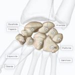 ¿Cuáles son los huesos del carpo?