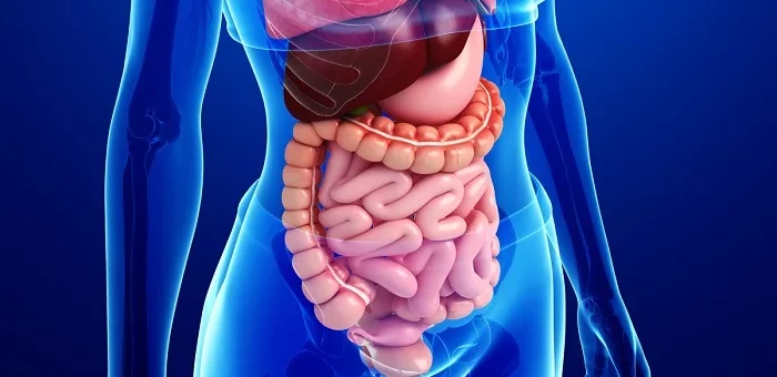 ¿Cuál es la función del sistema digestivo?