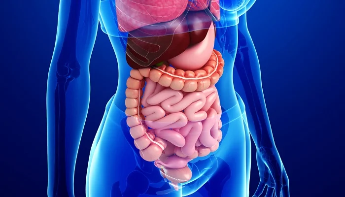 ¿Cuál es la función del sistema digestivo?