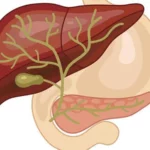 ¿Cuáles son las porciones de las vías biliares?