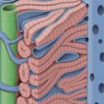 ¿Cómo es la estructura de los conductos biliares?