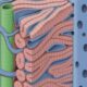 ¿Cómo es la estructura de los conductos biliares?