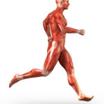 ¿Cómo se clasifican las fibras musculares esqueléticas?