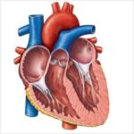 ¿Qué características generales tienen las cavidades cardiacas?