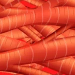 ¿Cómo se clasifica los tipos de músculo del organismo?