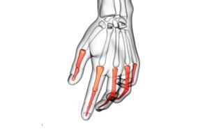 ¿Cómo son los huesos de los dedos de la mano? – Homo medicus