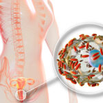 ¿Qué organismos conforman la microbiota vaginal?