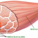 ¿Qué es una fibra muscular?