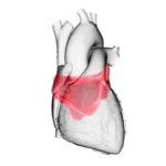 ¿Cómo es el atrio cardiaco izquierdo?