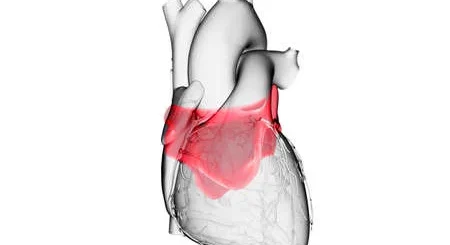¿Cómo es el atrio cardiaco izquierdo?