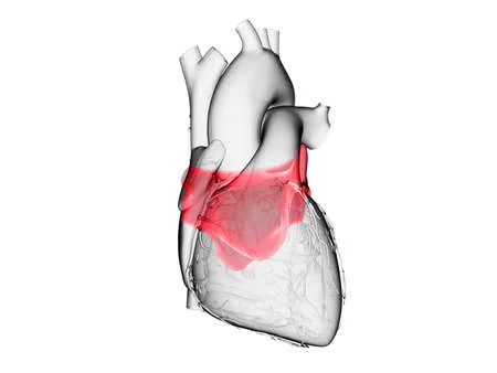 ¿Cómo es el atrio cardiaco izquierdo?