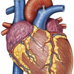 Base, ápex y surcos del corazón