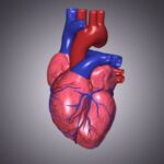 ¿Cuáles son las características generales del corazón?