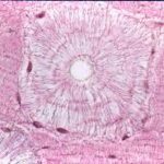 ¿Qué elementos componen el hueso?