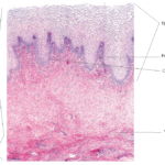 Histología de la vagina