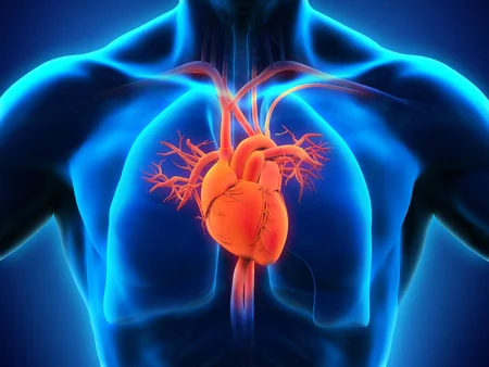 ¿Cómo funciona el corazón?