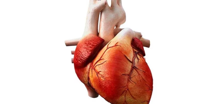 ¿Cómo se organiza el músculo cardiaco?
