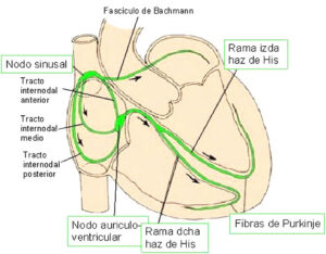 Sistema de conducción eléctrica del corazón
