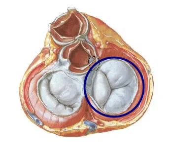 ¿Cómo es la válvula atrioventricular derecha o tricúspide?