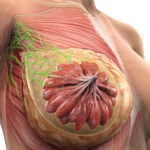 ¿Cómo es el drenaje linfático de la glándula mamaria?