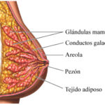 Estructura macroscópica de las glándulas mamarias