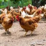 ¿Cómo se contagia la gripe aviar?