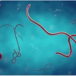 ¿Qué son los filovirus?