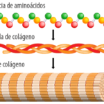 ¿Cómo se producen las fibras de colágeno?