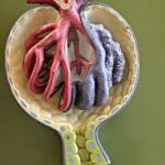 ¿Cómo se clasifican las glomerulopatias?