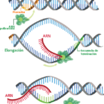 ¿Cómo se realiza la transcripción de los genes?